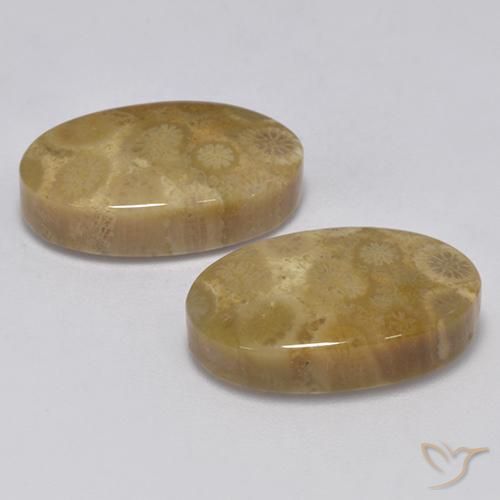 Fossil Coral Gemstones in 20 x 12.4 mm Size for Sale, Fossil Coral Stones in Multicolor Color