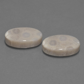 21.54 ct Multicolor Fossil Coral Stone, Natural Fossil Coral in Oval Cabochon Shape for Sale