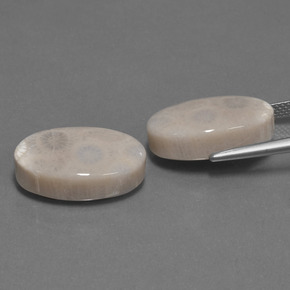 Fossil Coral Gemstone in 18.1 x 12 mm Size for Sale, Fossil Coral Stone in Multicolor Color