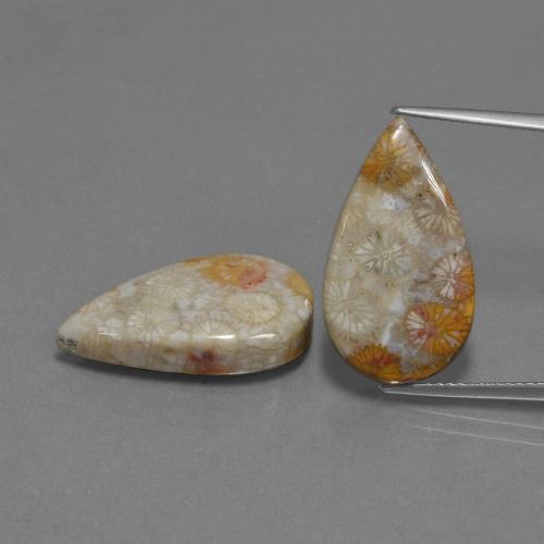 Multicolor Fossil Coral Gem - 9ct Pear Cabochon (ID: 455519)