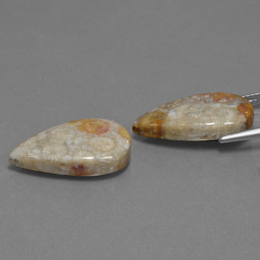 Fossil Coral Gemstones in 21 x 12.3 mm Size for Sale, Fossil Coral Stones in Multicolor Color