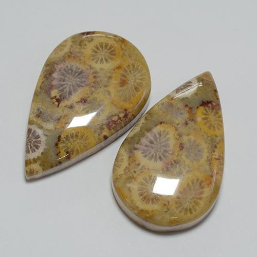 14.8ct Pear Cabochon Multicolor Fossil Coral Gem for sale 14.8ct Pear Cabochon Multicolor Fossil Coral Gem (ID: 455520)
