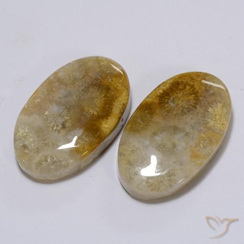 26.28ctw Natural Multicolor Fossil Coral, Oval, Opaque