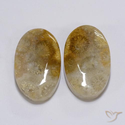 26.28 ctw Multicolor Fossil Coral Stones, Natural Fossil Coral in Oval Cabochon Shape for Sale