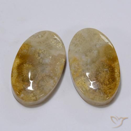 Fossil Coral Gemstones in 20.8 x 12.6 mm Size for Sale, Fossil Coral Stones in Multicolor Color