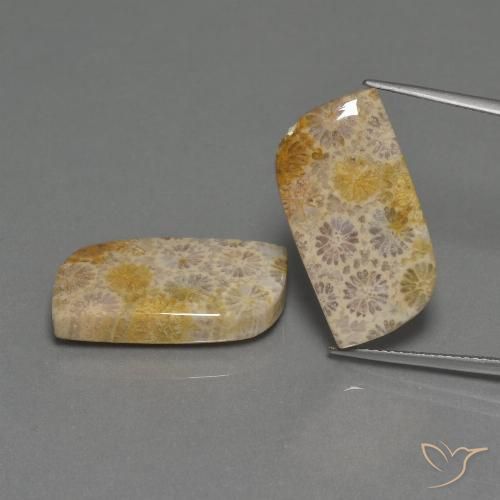 Par de Coral Fósil Elegante a juego de 22,8x12,4 mm - Peso 30,44 ct en total / promedio. 15,22 ct cada uno, piedra preciosa natural No tratado, color Multicolor con claridad Opaco, dureza Mohs 6.5 - 7 Adecuado para joyas de uso diario, Photo A