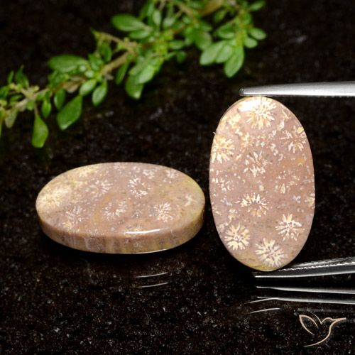 21.04 ct Oval Fossil Coral, 20.7 x 12.3 mm From Indonesia, Photo A