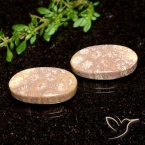 21.04 ctw Multicolor Fossil Coral Stones, Natural Fossil Coral in Oval Cabochon Shape for Sale