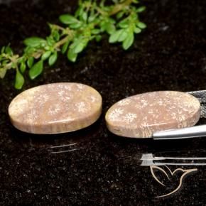Fossil Coral Gemstones in 20.7 x 12.3 mm Size for Sale, Fossil Coral Stones in Multicolor Color