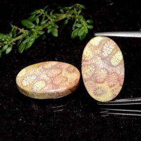 Multicolor Fossil Coral Gem - 10.3ct Oval Cabochon (ID: 471373)
