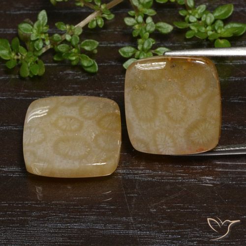 26.38 ct Cushion Fossil Coral, 16.3 x 15.6 mm From Indonesia, Photo A