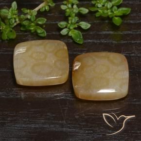 26.38 ctw Multicolor Fossil Coral Stones, Natural Fossil Coral in Cushion Cabochon Shape for Sale
