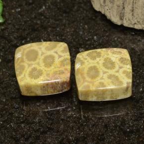 22.09 ctw Multicolor Fossil Coral Stones, Natural Fossil Coral in Square Cabochon Shape for Sale