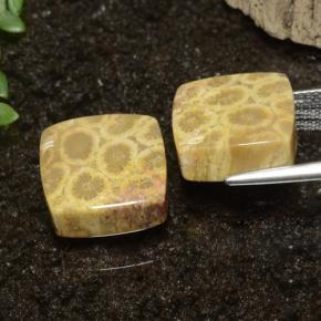 Fossil Coral Gemstones in 13.5 x 13.2 mm Size for Sale, Fossil Coral Stones in Multicolor Color