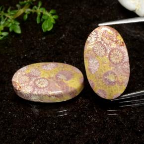 25.93 ctw Multicolor Fossil Coral Gemstones, Fossil Coral Gems in Oval Cabochon Shape for Sale.