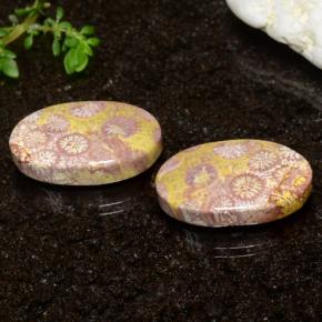 25.93 ctw Multicolor Fossil Coral Stones, Natural Fossil Coral in Oval Cabochon Shape for Sale