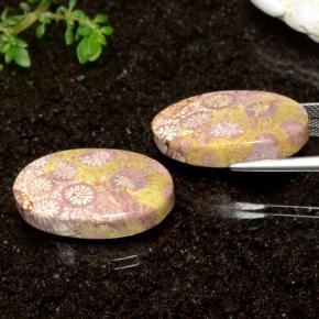 Fossil Coral Gemstones in 21.8 x 13.1 mm Size for Sale, Fossil Coral Stones in Multicolor Color