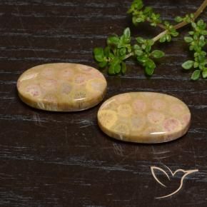 24.57 ctw Multicolor Fossil Coral Stones, Natural Fossil Coral in Oval Cabochon Shape for Sale