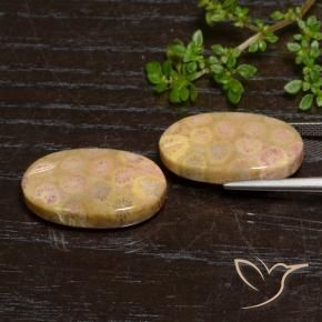 Fossil Coral Gemstones in 21.6 x 12.9 mm Size for Sale, Fossil Coral Stones in Multicolor Color