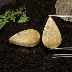 28.50 ctw Multicolor Fossil Coral Gemstones, Fossil Coral Gems in Pear Cabochon Shape for Sale.