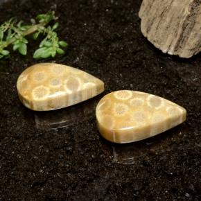 28.50 ctw Multicolor Fossil Coral Stones, Natural Fossil Coral in Pear Cabochon Shape for Sale