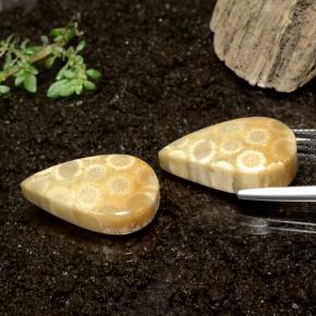 Fossil Coral Gemstones in 22.2 x 13.2 mm Size for Sale, Fossil Coral Stones in Multicolor Color