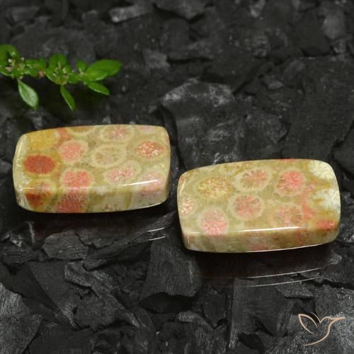 35.26 ctw Multicolor Fossil Coral Stones, Natural Fossil Coral in Cushion Cabochon Shape for Sale