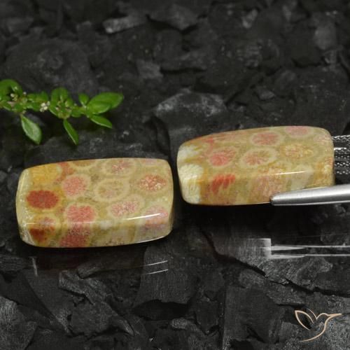 Fossil Coral Gemstones in 22.2 x 12.9 mm Size for Sale, Fossil Coral Stones in Multicolor Color