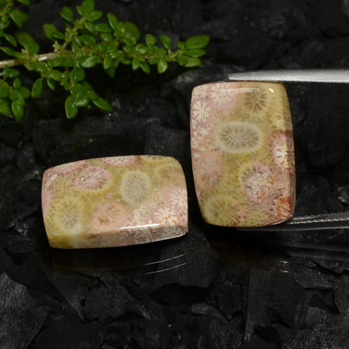 Multicolor Fossil Coral Gem - 12.6ct Cushion Cabochon (ID: 472143)