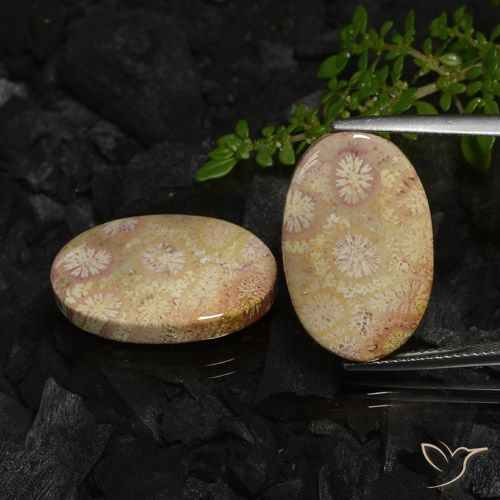 Par de Coral Fósil Ovalada a juego de 21,6 x 13,7mm - Peso 22,78 ct en total / promedio. 11,39 ct cada uno, color Multicolor en claridad Opaco, piedra preciosa natural No tratado, dureza de Mohs 6.5 - 7 Adecuado para joyas de uso diario, Photo A