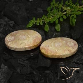22.78 ctw Multicolor Fossil Coral Stones, Natural Fossil Coral in Oval Cabochon Shape for Sale