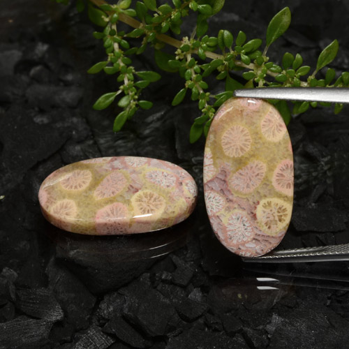 Multicolor Fossil Coral Gem - 11.8ct Oval Cabochon (ID: 472146)
