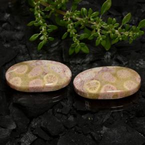 23.62 ctw Multicolor Fossil Coral Stones, Natural Fossil Coral in Oval Cabochon Shape for Sale