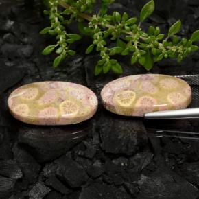 Fossil Coral Gemstones in 22.5 x 12.1 mm Size for Sale, Fossil Coral Stones in Multicolor Color