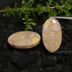 Multicolor Fossil Coral Gem - 11.8ct Oval Cabochon (ID: 472148)