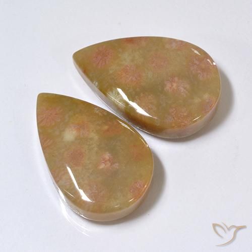 26.41 ctw Multicolor Fossil Coral Stones, Natural Fossil Coral in Pear Cabochon Shape for Sale