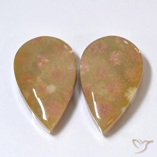 Fossil Coral Gemstones in 22 x 13.7 mm Size for Sale, Fossil Coral Stones in Multicolor Color