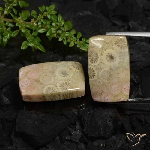 30.12 ct Cushion Fossil Coral, 20.3 x 12.4 mm From Indonesia, Photo A
