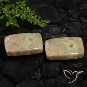 30.12 ctw Multicolor Fossil Coral Stones, Natural Fossil Coral in Cushion Cabochon Shape for Sale