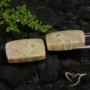 Fossil Coral Gemstones in 20.3 x 12.4 mm Size for Sale, Fossil Coral Stones in Multicolor Color