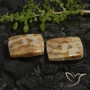 28.19 ctw Multicolor Fossil Coral Stones, Natural Fossil Coral in Cushion Cabochon Shape for Sale