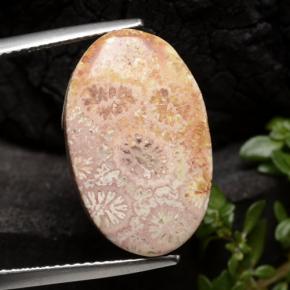 10.6ct Oval Cabochon Multicolor Fossil Coral Gem for sale 10.6ct Oval Cabochon Multicolor Fossil Coral Gem (ID: 472488)