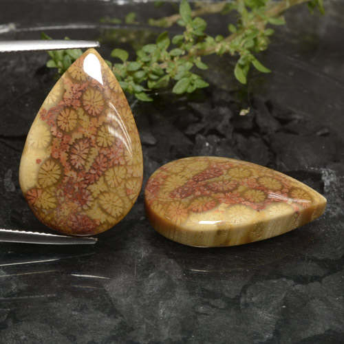 Multicolor Fossil Coral Gem - 15.7ct Pear Cabochon (ID: 472489)