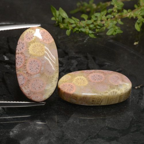 Multicolor Fossil Coral Gem - 14ct Oval Cabochon (ID: 472490)