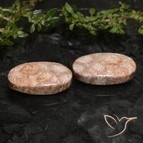 19.81 ctw Multicolor Fossil Coral Stones, Natural Fossil Coral in Oval Cabochon Shape for Sale