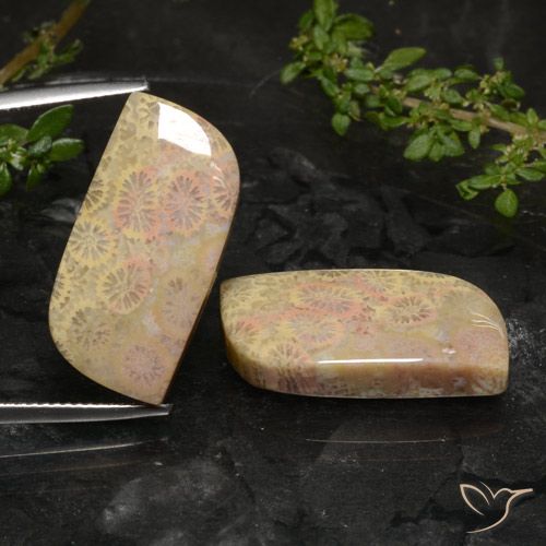 27.4 ct Fancy Fossil Coral, 24.7 x 11.5 mm From Indonesia, Photo A
