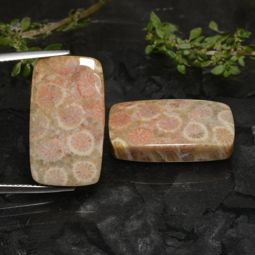 Mehrfarbig Korallen-Fossil Edelstein - 18.1ct Kissen Cabochon (ID: 472493)