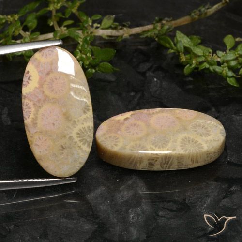 27.43 ct Oval Fossil Coral, 22.6 x 11.8 mm From Indonesia, Photo A