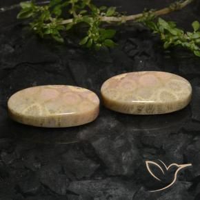 27.43 ctw Multicolor Fossil Coral Stones, Natural Fossil Coral in Oval Cabochon Shape for Sale