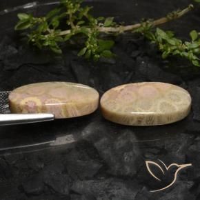 Fossil Coral Gemstones in 22.6 x 11.8 mm Size for Sale, Fossil Coral Stones in Multicolor Color
